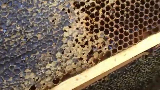 Осенний слет пчел во всей красе. Минус один ((( смотреть онлайн