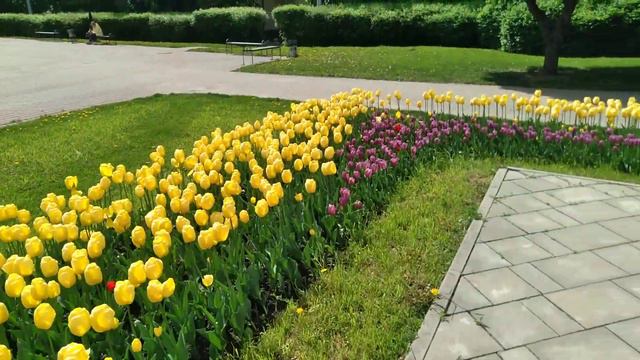2022.05.28. Смоленск. Памятник Н.М. Пржевальскому. Цветы. смотреть онлайн