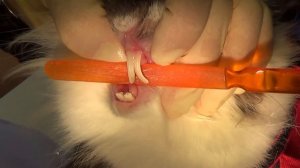 Подрезание зубов у кролика/Undercutting of the teeth of the rabbit