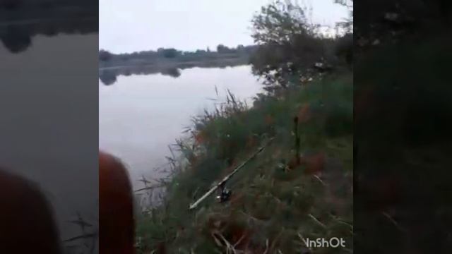 Рыбалка в КБР. Трофейные Карпы. Благовещенка. смотреть онлайн