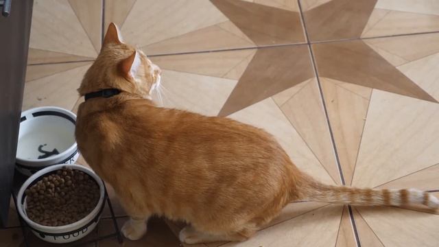 VLOG Воздушная тревога и днём и ночью. Реакция Алисы