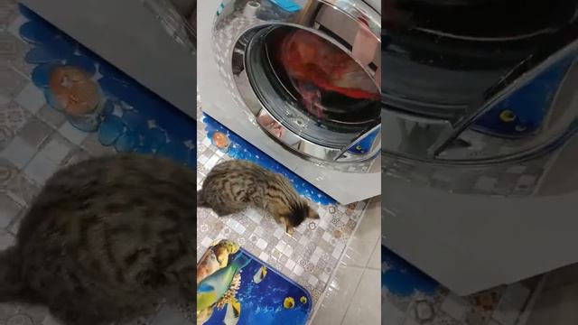 Что ты так медленно?! Давай быстрее крутись))) смотреть онлайн
