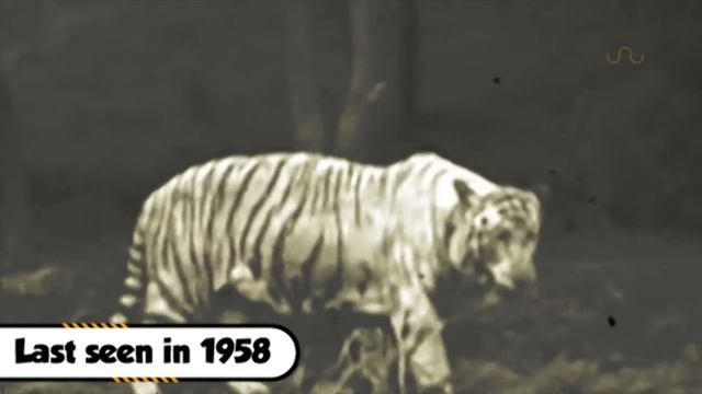 WHITE TIGERS IN THE WILD? смотреть онлайн