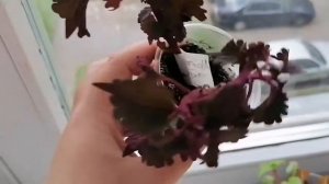 КОЛЕУС/КАК СЕБЯ ЧУВСТВУЮТ МОИ КОЛЕУСЫ НА ПОДОКОННИКЕ В КВАРТИРЕ/НА даче у кати