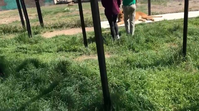 Девушка сделала себе подарок! Тайган Lions in Crimea смотреть онлайн