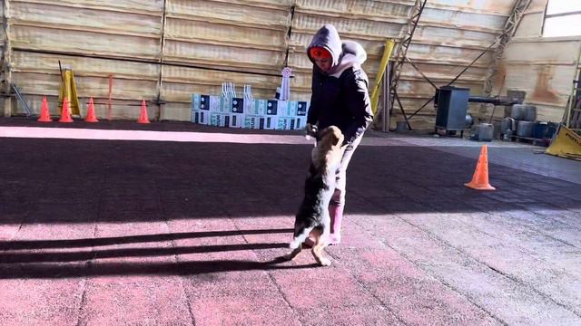 Доча Эни и Карбона смотреть онлайн