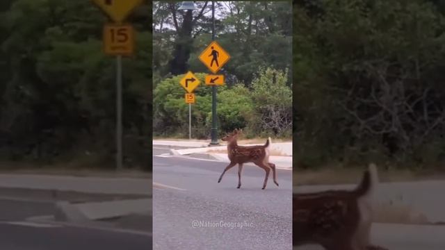 Вы меня снимаете? Я иду красиво, специально для вас))