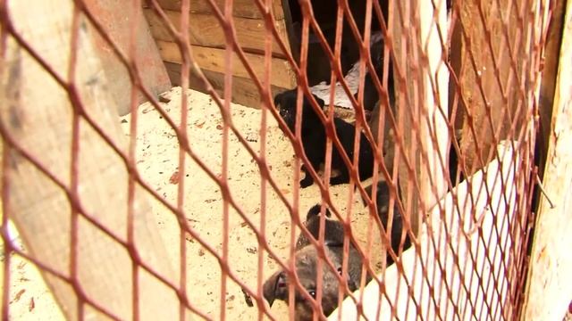 Бездомных собак станет меньше