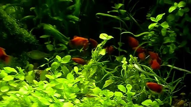 #Aquarium. Почвопокровка в травнике. смотреть онлайн