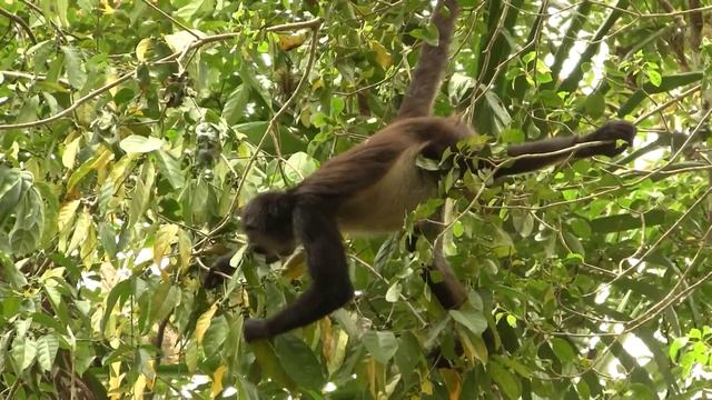 Endangered Species: Spider Monkey. Паукообразная обезьяна (583sp) смотреть онлайн