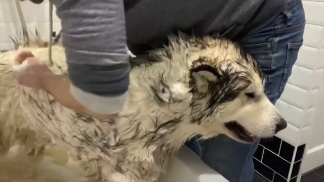 PHIL HATES BATH TIME (CUTEST WHINING DOG) смотреть онлайн