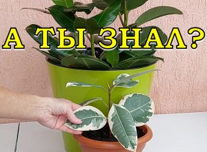 ФИКУС каучуконосный (эластика) ???: виды, уход, требования