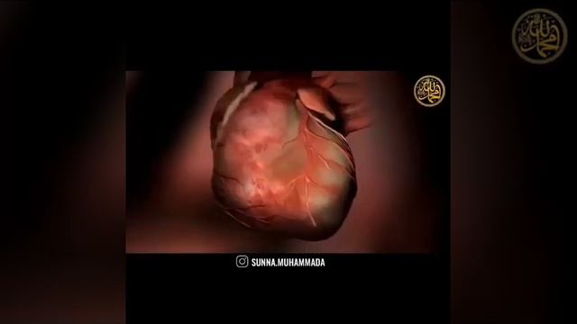 Лучшая камера в мире смотреть онлайн