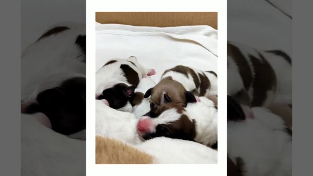 КРАСНЫЕ НОСИКИ смотреть онлайн