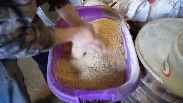 Стартовый комбикорм для бройлеров.Добавляю горох. смотреть онлайн