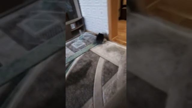 Наблюдения за кроликом 🤐 смотреть онлайн