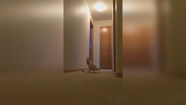 Какаду потерял хозяйку Cockatoo plays hide and seek смотреть онлайн