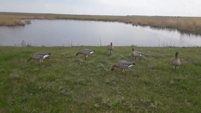 Чучела гусей гуменников Avian X pinfoots смотреть онлайн