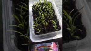 СТАТИЦА! пикировка рассады .Сезон 2022г!