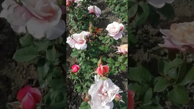 Дистанц Дримс смотреть онлайн