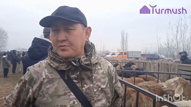 Жүздөгөн адам чогулган жерге 15 миң долларлык кочкорлорду алып келишти смотреть онлайн