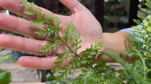 Асплениум Парвати - не похожий на другие асплениумы | Комнатный папоротник | Как ухаживать