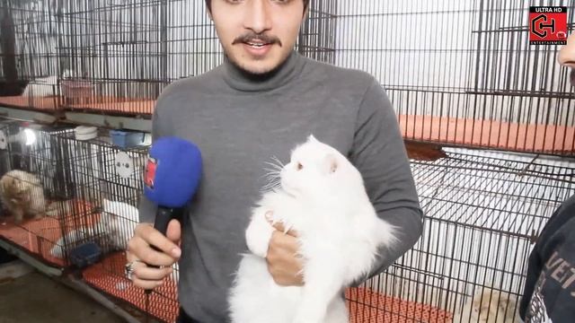 Cat's and Puppy's Price Updates Lahore Tollinton Market | Latest Prices CH Tv смотреть онлайн