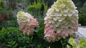 Как ухаживать за саженцами гортензий после получения посылки. Обзор саженцев гортензий. 31.07.24