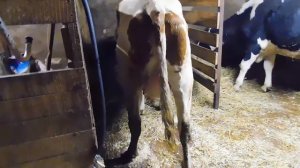 Отёк вымени у коровы после отёла: почему, что делать, как лечить?