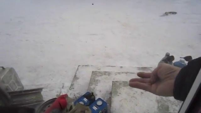 Кормление птиц зимой из своих рук смотреть онлайн