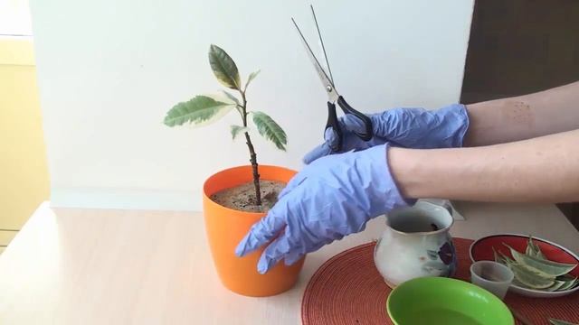 #1. Формирование штамба. Фикус на спирали. Формирующая обрезка смотреть онлайн
