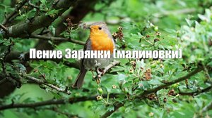 Пение Зарянки (малиновки)