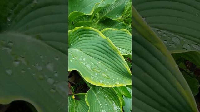 хоста Елоу Риве #ландшафтныйдизайнворонеж #хосты #купитьхосты #хостыпочтой смотреть онлайн