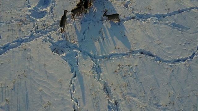 DJI Mavic Pro/Зимовка сибирских косуль, вид с воздуха/Wintering Siberian roe deer aerial view смотреть онлайн