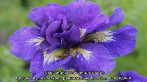 Ирис сибирский — посадка и уход в открытом грунте