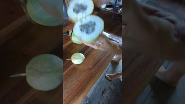 Picking and tasting a local passion fruit (Passiflora) verity at Fruit Haven Ecovillage Ecuador смотреть онлайн