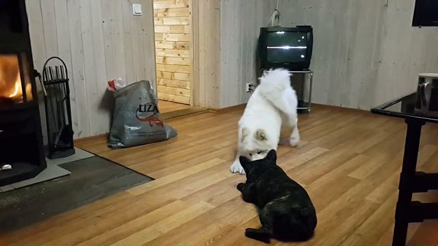 Самоед ЛакШери смотреть онлайн