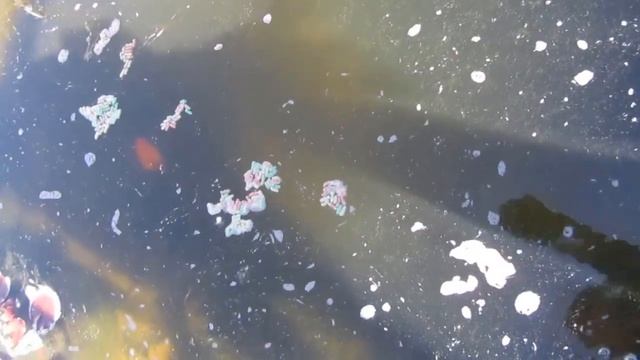 Пруд. Кормление карпов Кои. Что такое биоплато? смотреть онлайн