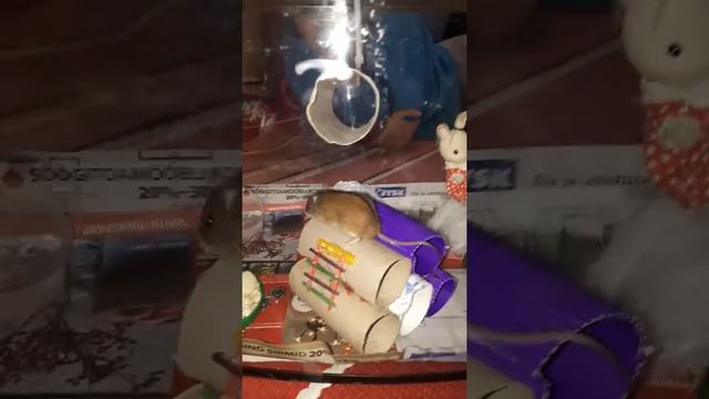 Juttselg-hiir Lala ja uued mànguasjad ; Apodemus agrarius; mouse in home смотреть онлайн