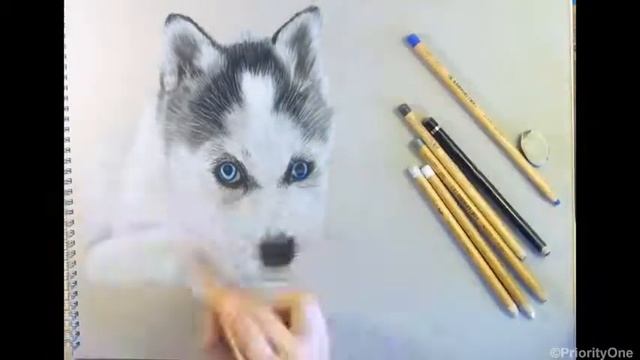 Быстрое рисование - Щенок Хаски с котёнком.mp4 смотреть онлайн