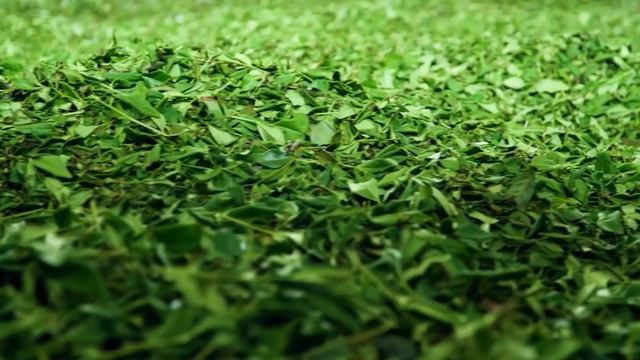 Китайский красный чай