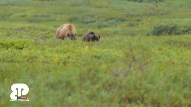 Denali National Park - Alaska HD смотреть онлайн