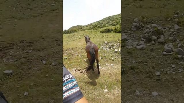 КОНЬ ПЬЕТ ФРЕДДО кофе || HORSES donkeys & KATRIN Super life смотреть онлайн