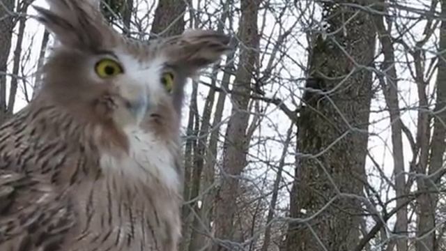 Рыбный филин говорит _У!_ смотреть онлайн