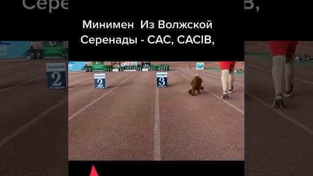 Красный той пудель- Чаки . Минимен из Волжской Серенады смотреть онлайн