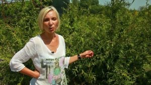 Туя Ауреа Спиката