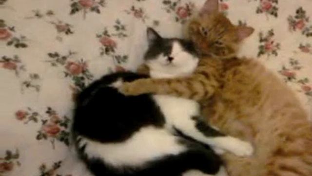 коты спят в обнимку смотреть онлайн