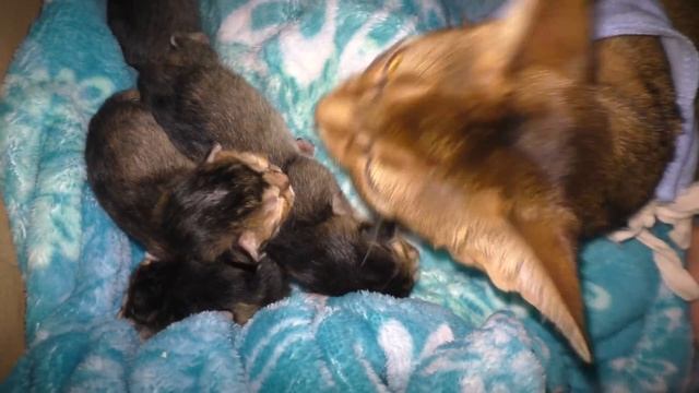 Реакция Ариелы на своих котят смотреть онлайн