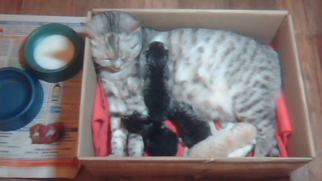 МИЛЫЕ НОВОРОЖДЕННЫЕ БРИТАНСКИЕ КОТЯТА ОНЛАЙН смотреть онлайн