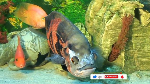 Морские животные, дельфин, черепаха, красивые рыбки...Okean animals.animal sounds... смотреть онлайн